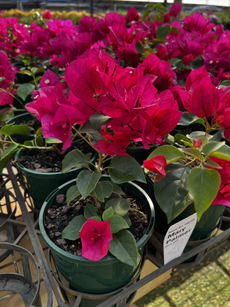 Bougainvillea Assorted