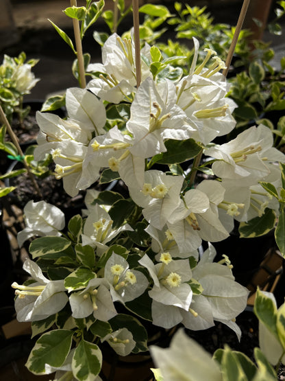 Bougainvillea Assorted