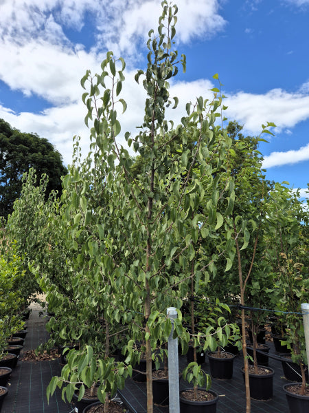 Pyrus calleryana Winter Glow