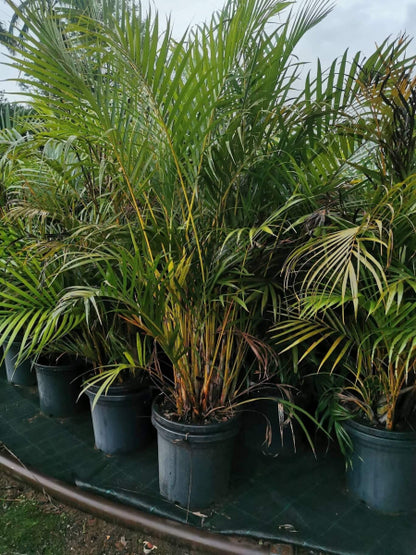 Dypsis lutescens - Golden Cane Palm Tree