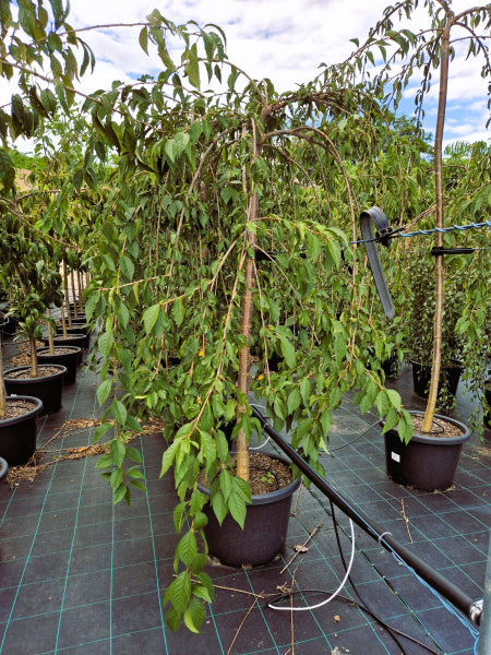 Prunus - Snow Fountain / Weeping Cherry Tree - Standard