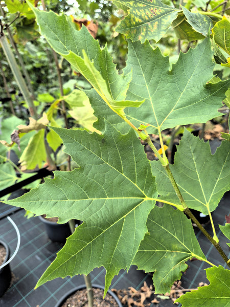 Platanus x acerifolia - Bloodgood