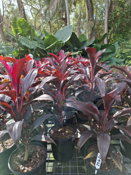 Cordyline fruticosa Fire Fountain