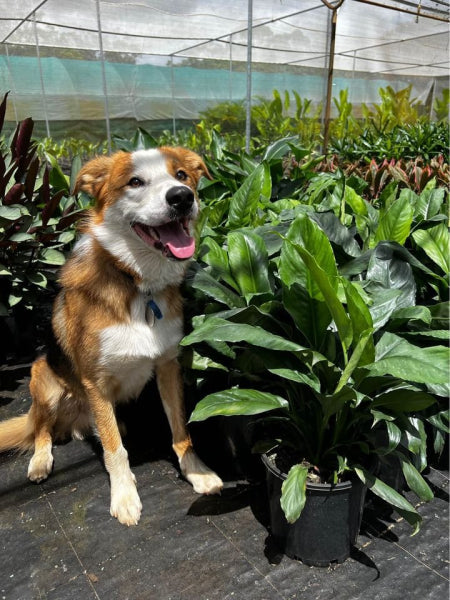 Spathiphyllum Blue Moon – Platypus Plants