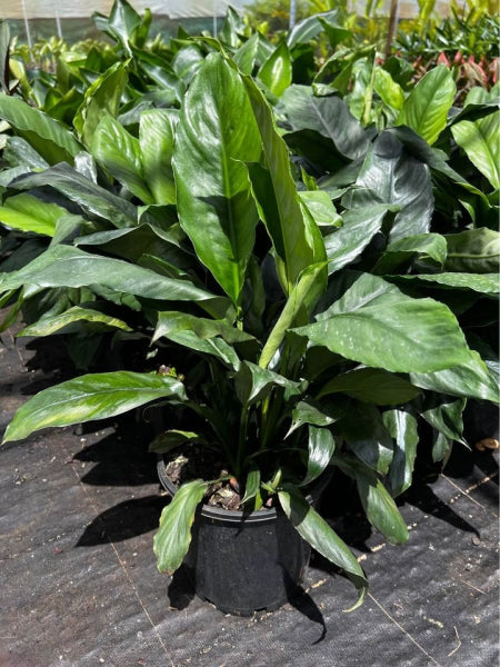 Spathiphyllum Blue Moon