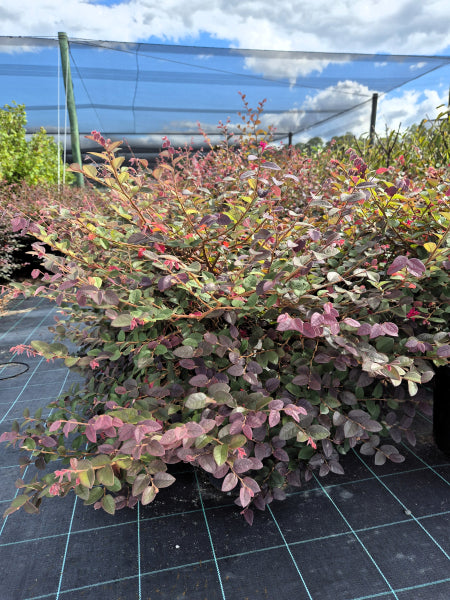 Loropetalum chinense Plum Gorgeous