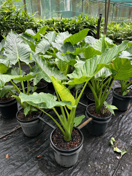 Alocasia brisbanensis Cunjevoi