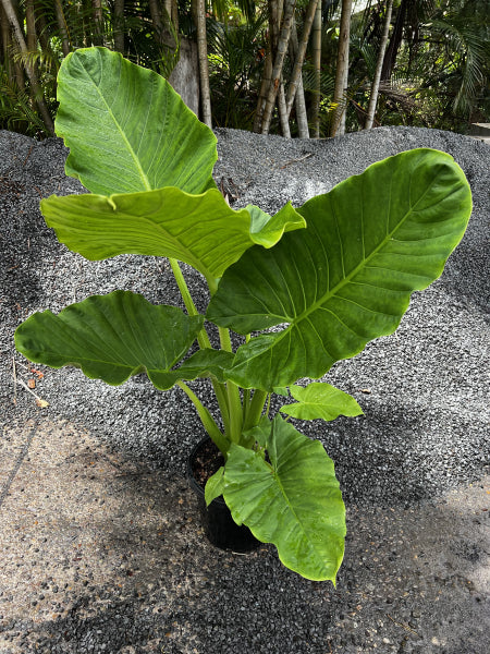 Alocasia brisbanensis