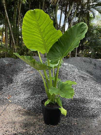 Alocasia brisbanensis