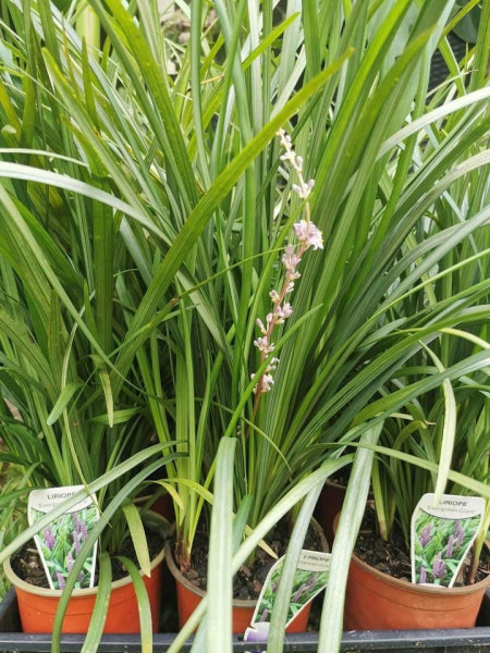 Liriope muscari