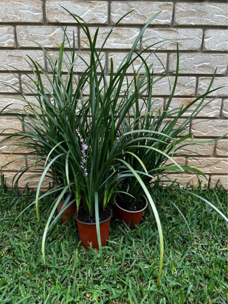 Platypus Plants