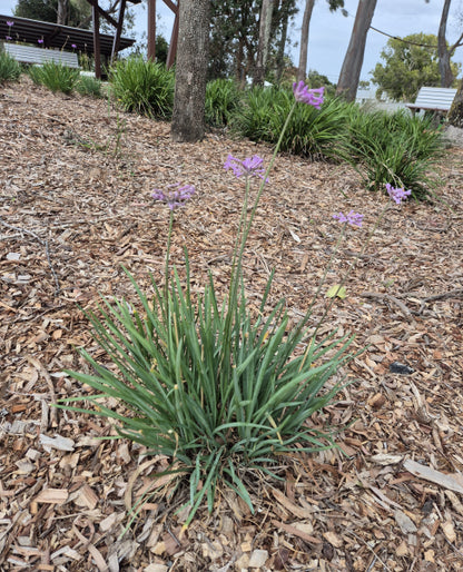 Tulbaghia violacea