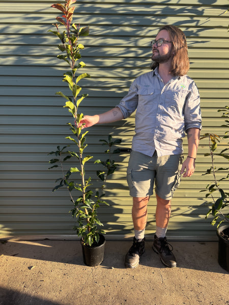 Photinia fraserii Red Robin