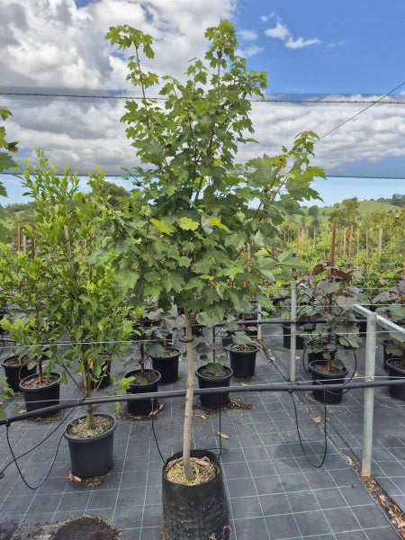 Acer rubrum Frank Jr Redpointe