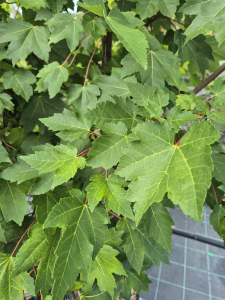 Acer rubrum Frank Jr Redpointe