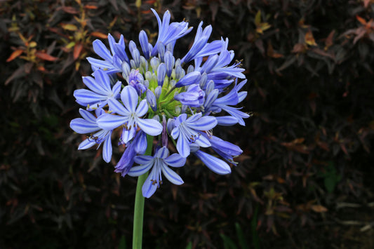 Agapanthus orientalis Blue