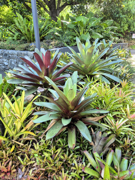 Alcantarea imperialis Silver Plum