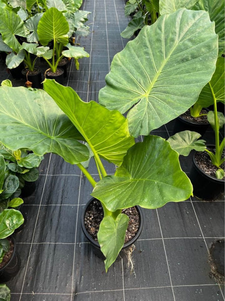 Alocasia macrorrhizos Giant Elephant Ear