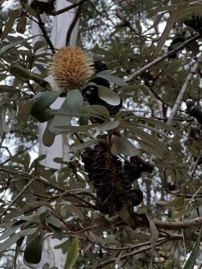 Banksia integrifolia