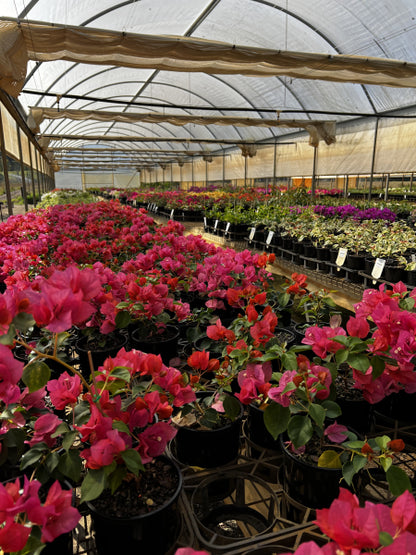 Bougainvillea Bambino