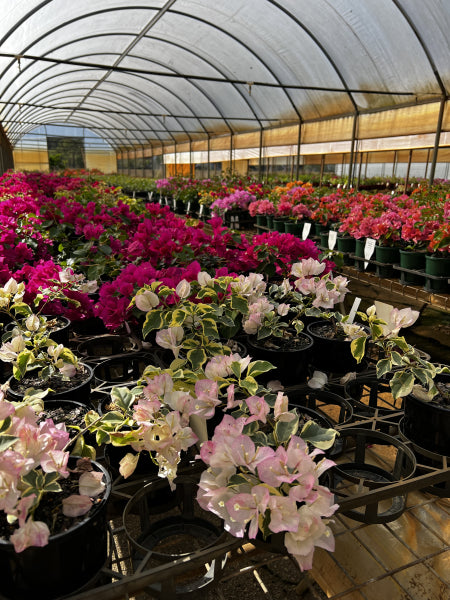 Bougainvillea Assorted