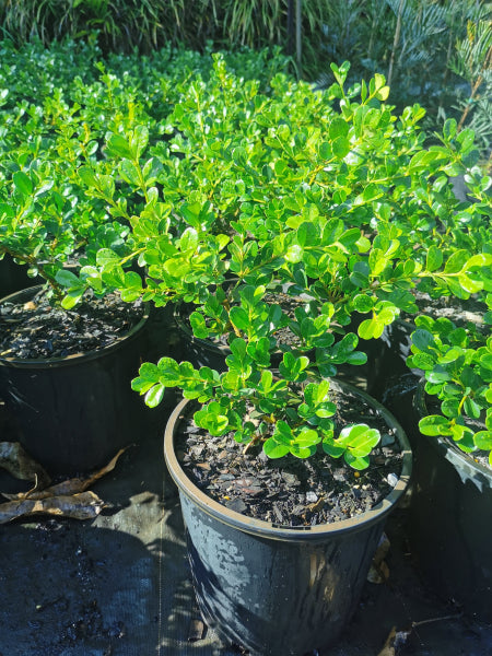 Buxus microphylla japonica