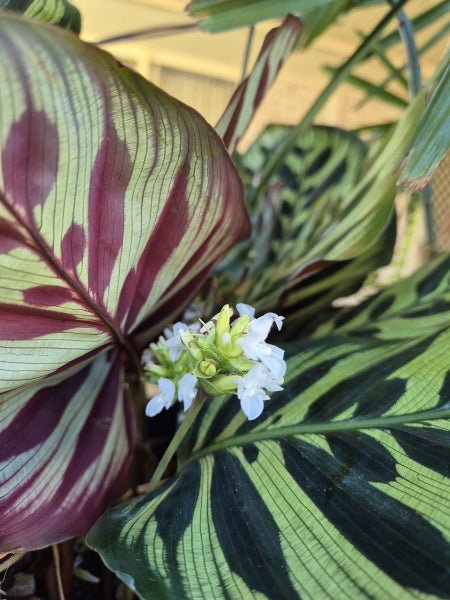 Calathea makoyana