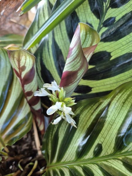 Calathea makoyana