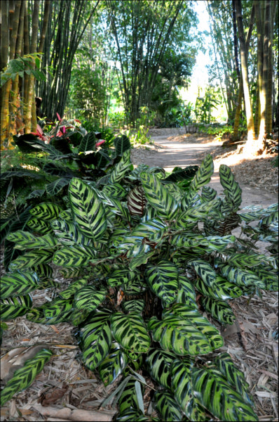 Calathea makoyana