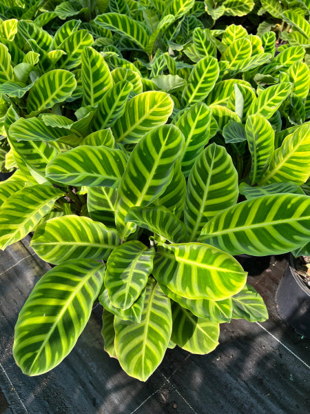 Calathea zebrina