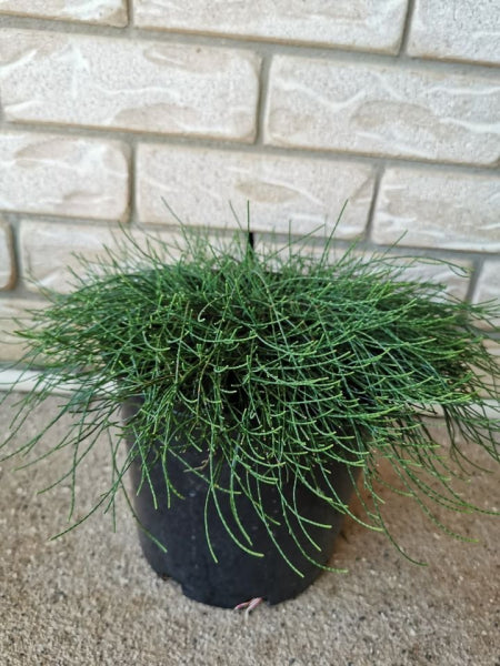 Casuarina glauca Cousin It