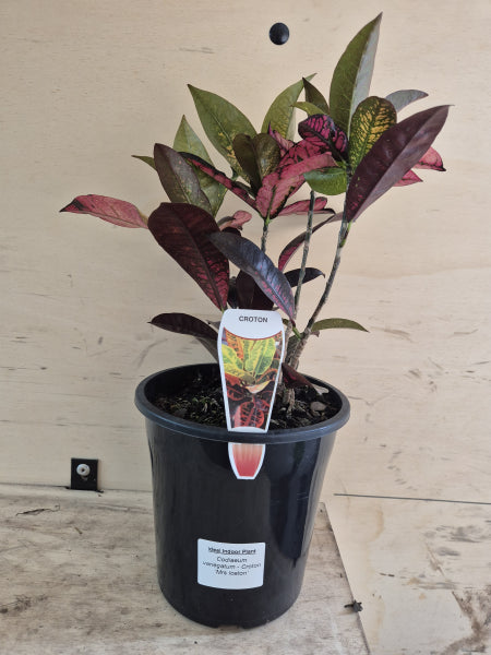 Croton - Mrs Iceton (Codiaeum variegatum)