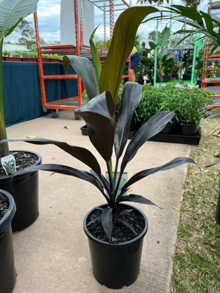 Cordyline fruticosa Negra