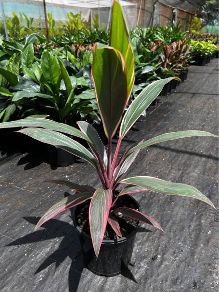 Cordyline fruticosa Pink Diamond