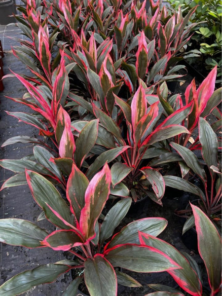 Cordyline fruticosa Tangelo