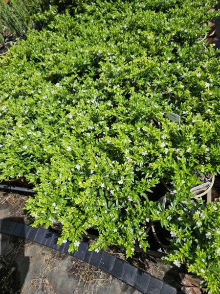 Cuphea hyssopifolia compacta White