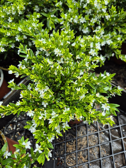 Cuphea hyssopifolia compacta White