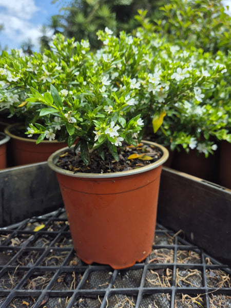 Cuphea hyssopifolia compacta White