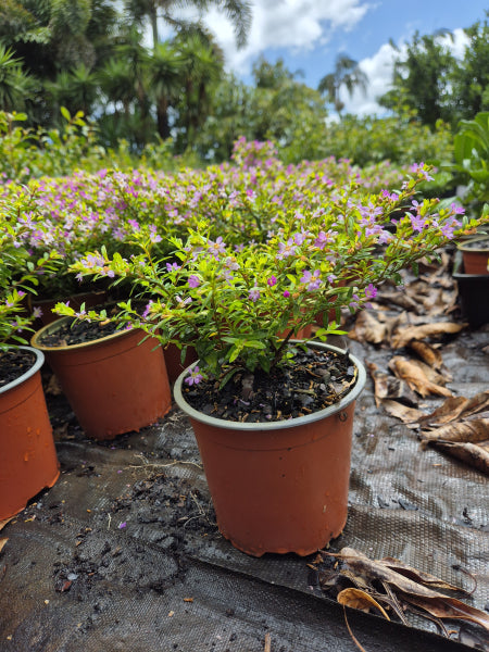 Cuphea hyssopifolia Golden Ruby