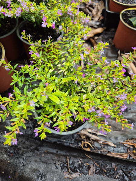 Cuphea hyssopifolia Golden Ruby