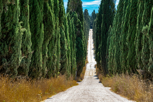 Cupressus sempervirens Glauca