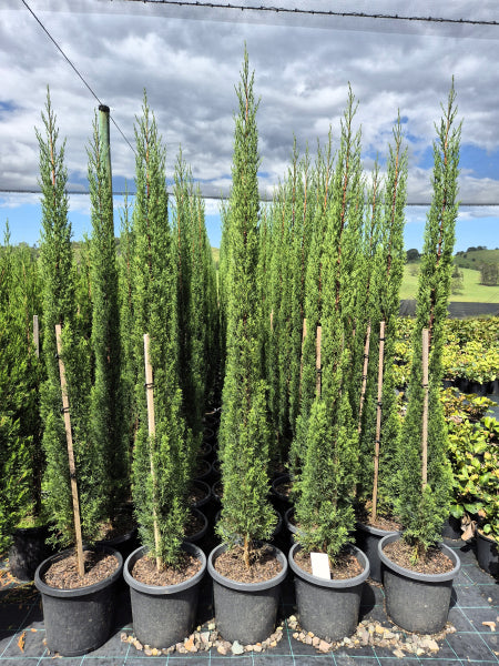 Cupressus sempervirens Glauca