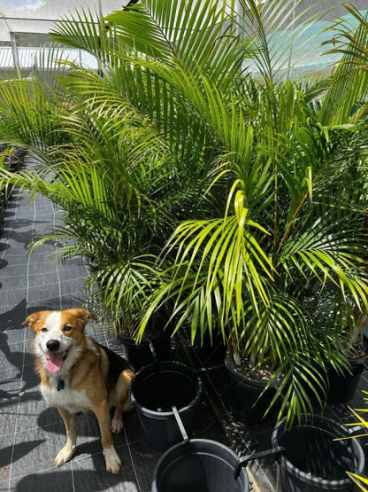 Dypsis lutescens - Golden Cane Palm Tree