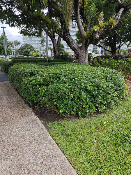 Ficus microcarpa Green Island