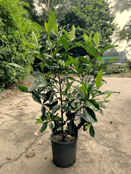 Gardenia augusta Magnifica