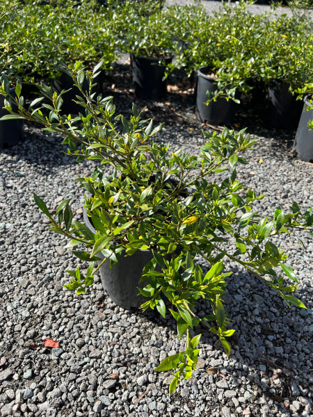 Gardenia augusta Radicans