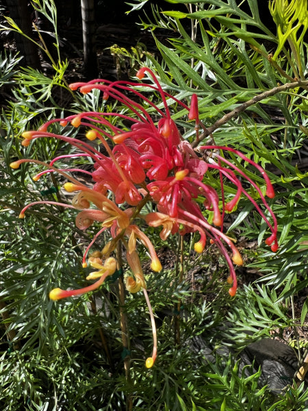 Grevillea Coconut Ice