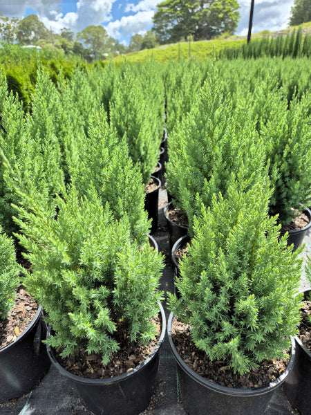 Juniperus chinensis Pyramidalis