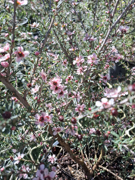 Leptospermum Pink Cascade