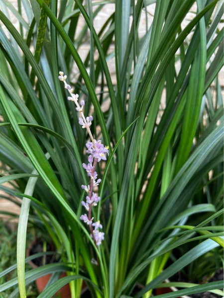 Liriope muscari 'Evergreen Giant'